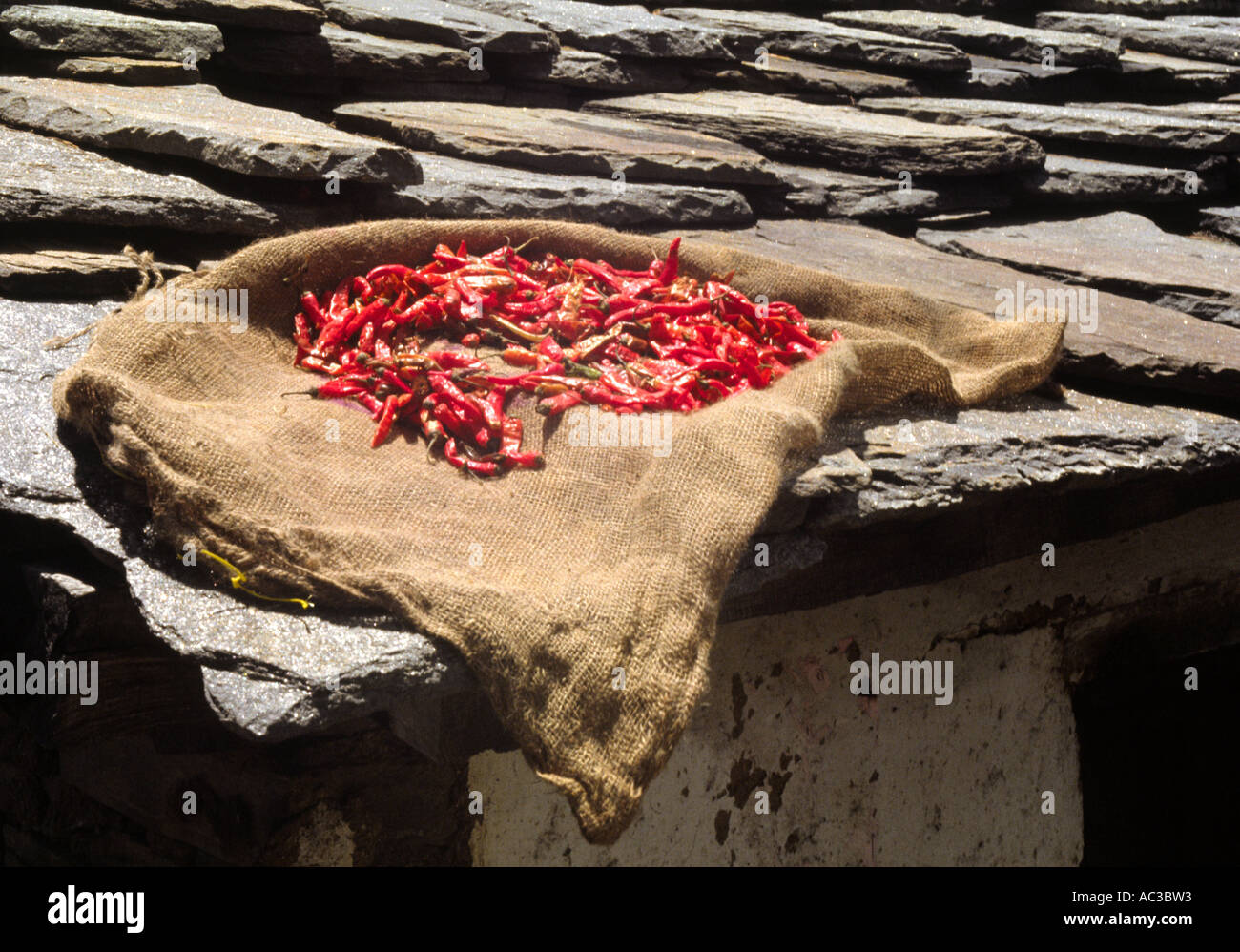 Chilis Trocknen auf Dach Stockfoto
