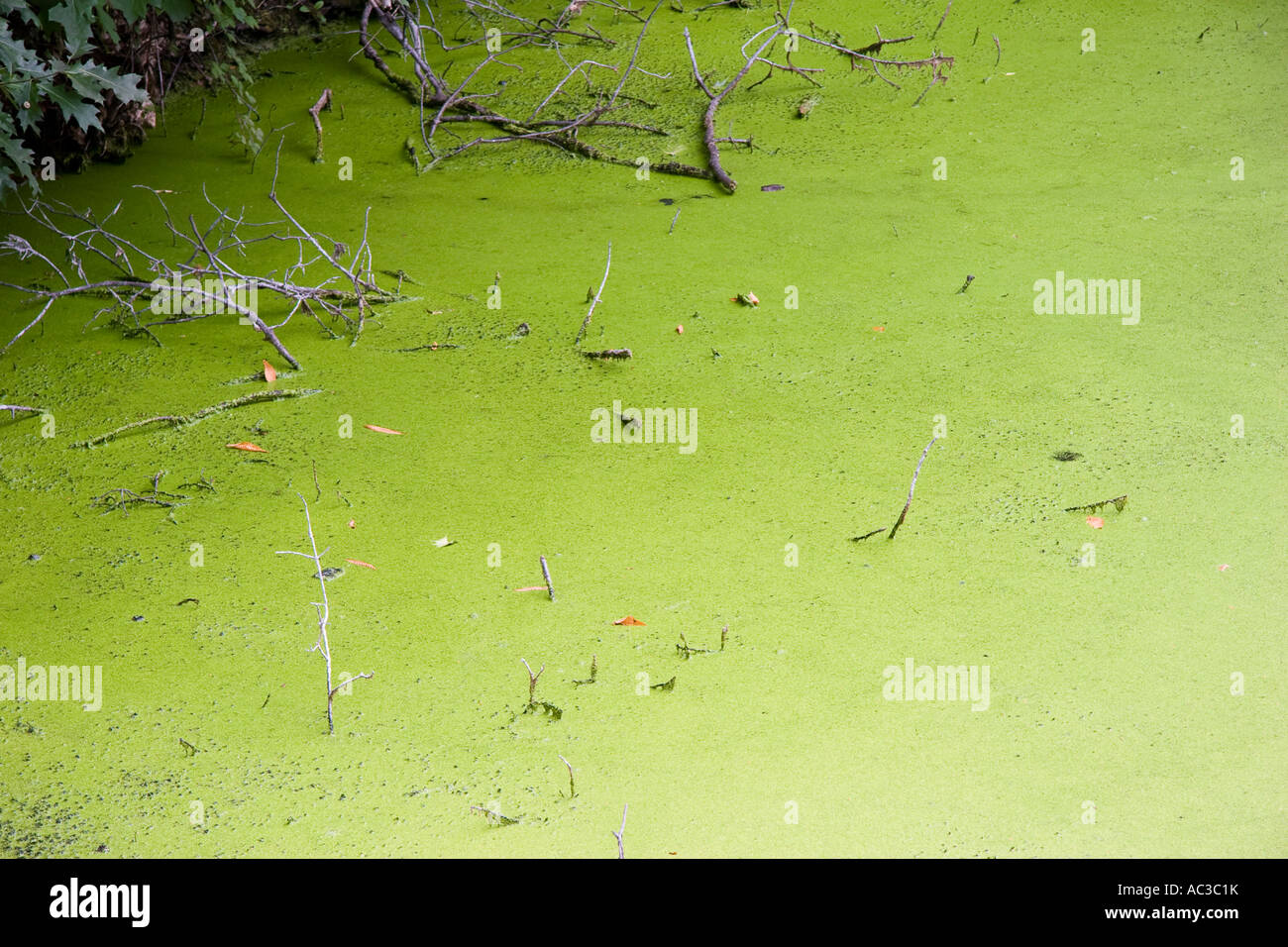 Grünes Wasser-Oberfläche von einem Wassergraben. Stockfoto