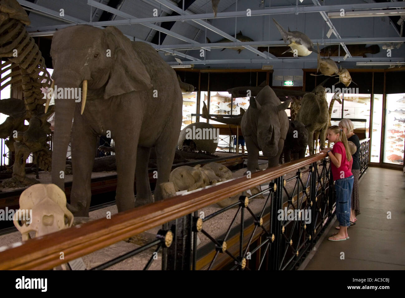 Natural History Museum Tring - Hertfordshire Stockfotografie - Alamy