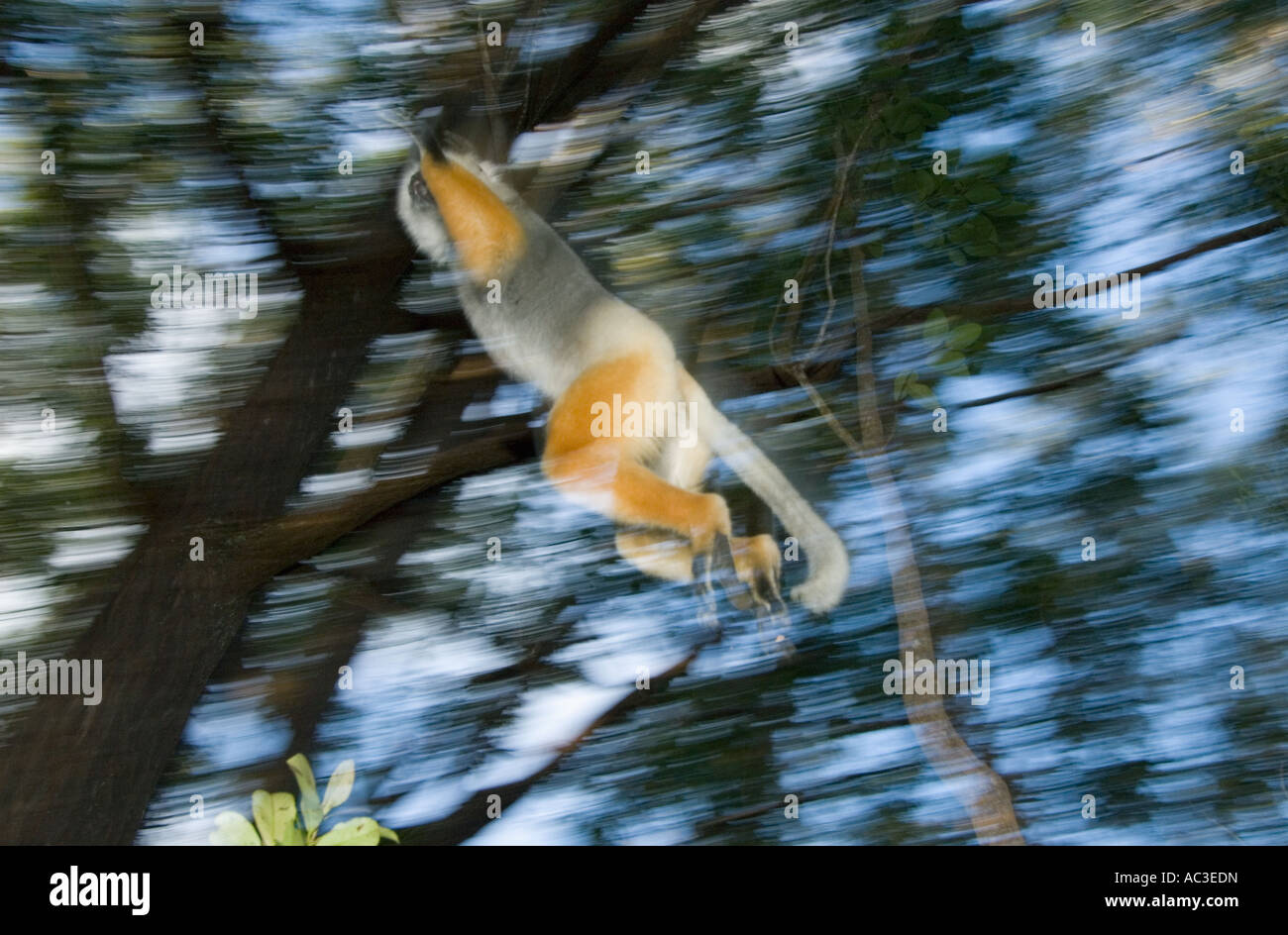 Matrizengeformte Sifaka (Propithecus Diadema) Leaping Mantadia Nationalpark, östlichen Madagaskars Stockfoto