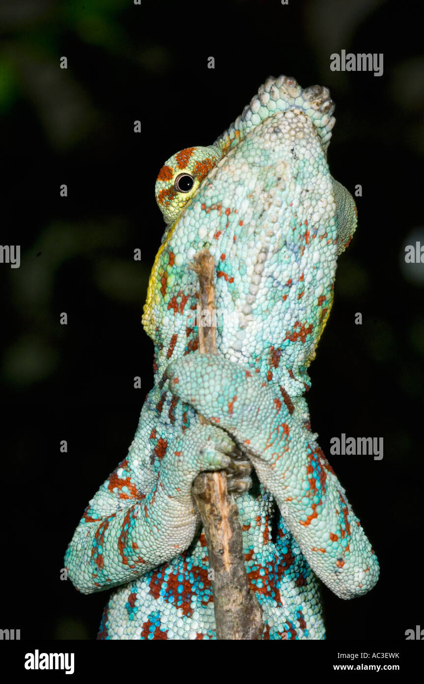 Panther Chamäleon (Furcifer Pardalis) männlich, Augen von unten, Madagaskar Stockfoto
