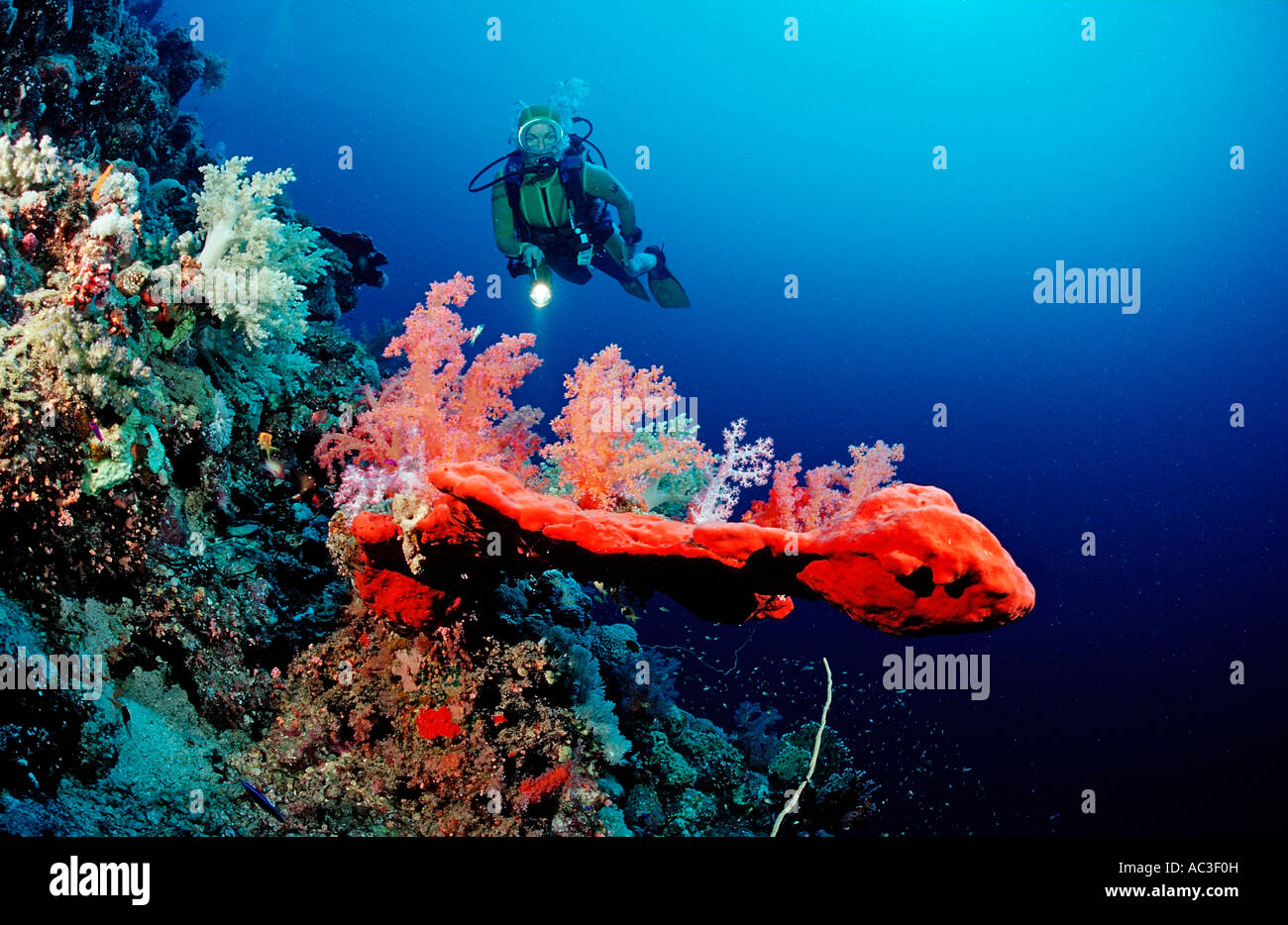 Taucher und rote Weichkorallen Acropora Divaricata Sudan Afrika Rotes Meer Stockfoto