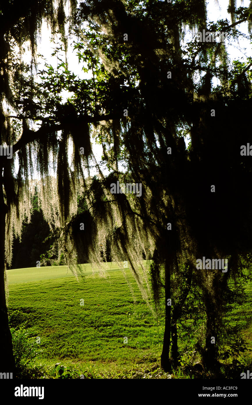 Alabama, Robert Trent Jones Golf Trail, Prattville, Capitol Hill, Spanish Moss Stockfoto