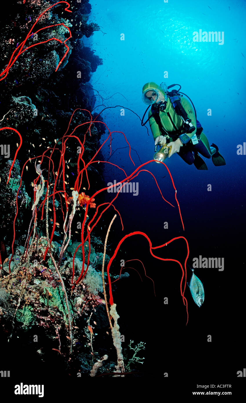 Taucher und rote Peitsche Korallen Juncella sp Sudan Afrika Rotes Meer Stockfoto