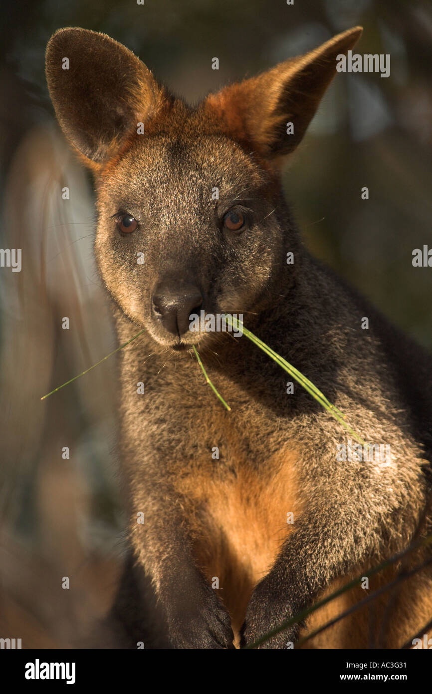 Swamp Wallaby Wallabia bicolor schwarz angebundene Stockfoto