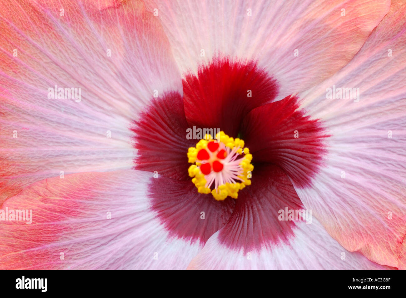 Nahaufnahme einer rosa Hybrid Hibisken Blume Stockfoto