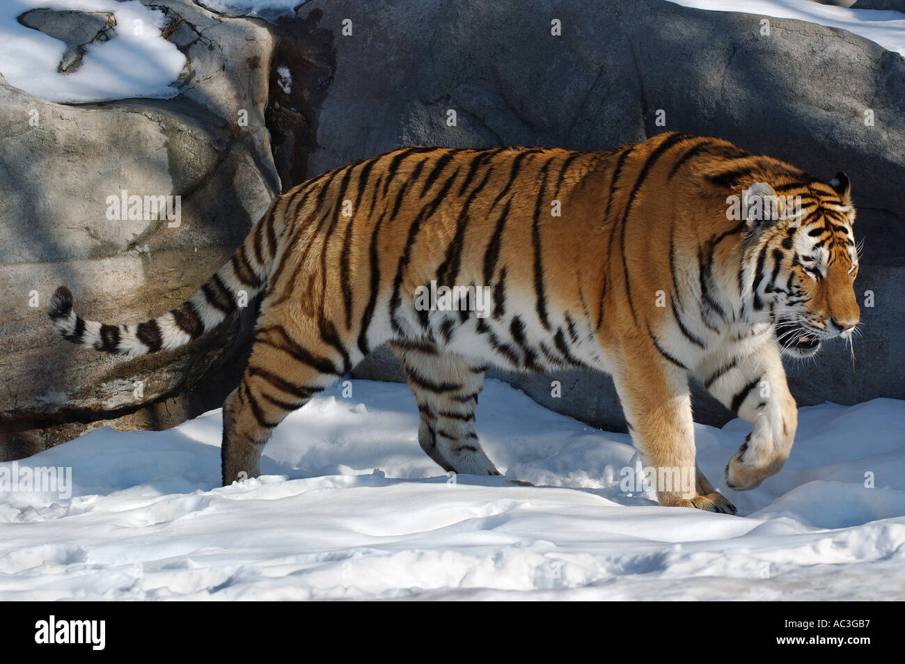 Große Katze männliche sibirische Tiger schleichen im Schnee auf dem Toronto Zoo Stockfoto