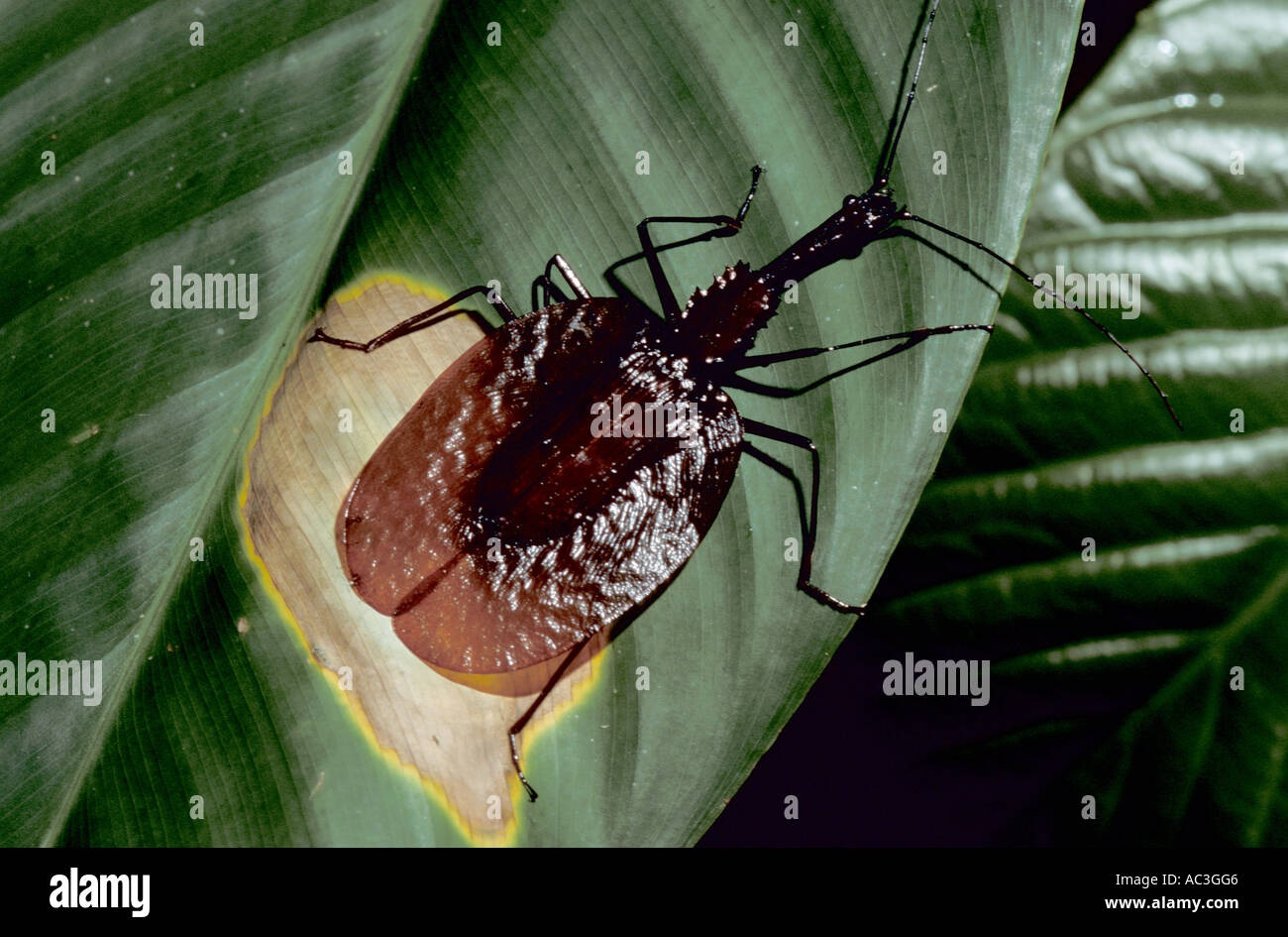 Violine-Käfer Mormolyce Phyllodes Danum Valley Sabah Borneo Stockfoto