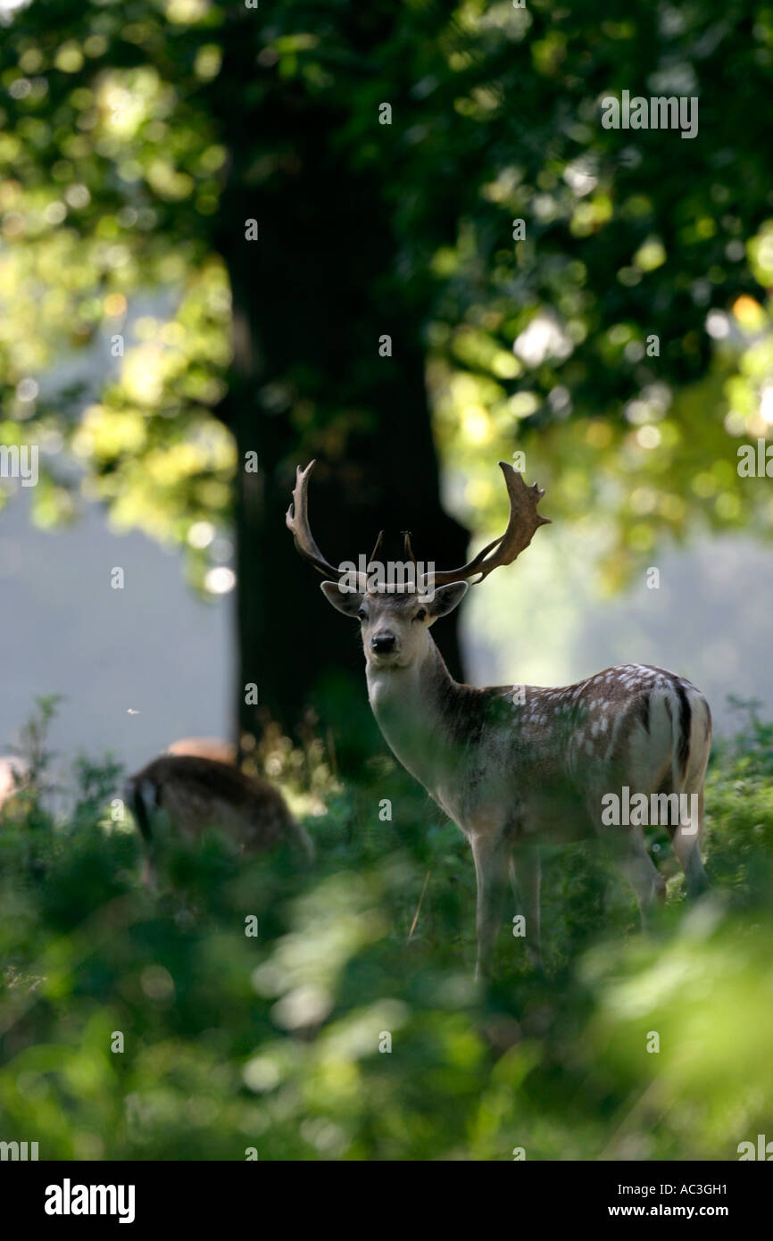 Damhirschen Cervus Dama männliche Hirsch im Wald Wald Norfolk Vereinigtes Königreich Stockfoto