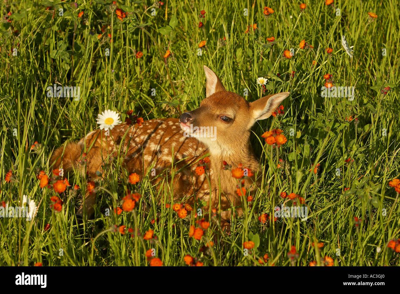 White-tailed Deer Odocoileus Virginianus Pine County Minnesota USA Stockfoto
