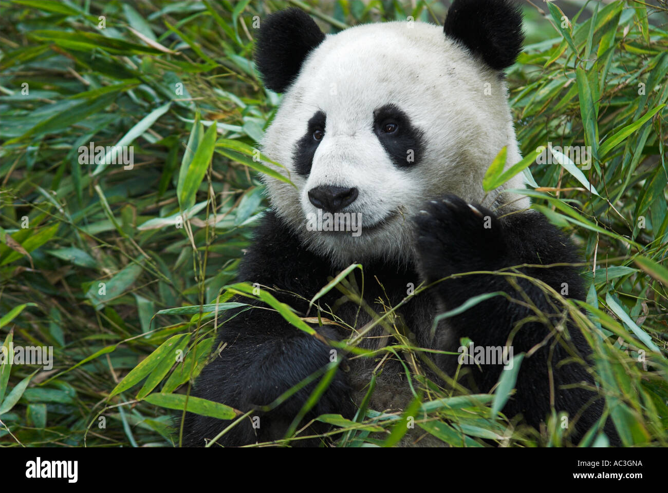 Giant Panda Ailuropoda Melanoleuca Fütterung auf Bambus Wolong Forschung und Erhaltung Zentrum Szechwan Provinz Sichuan China Stockfoto