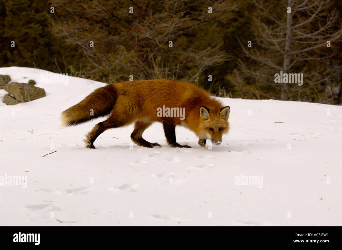 Amerikanische Rotfuchs Vulpes Vulpes Bilder aus dem Monat in den USA Stockfoto