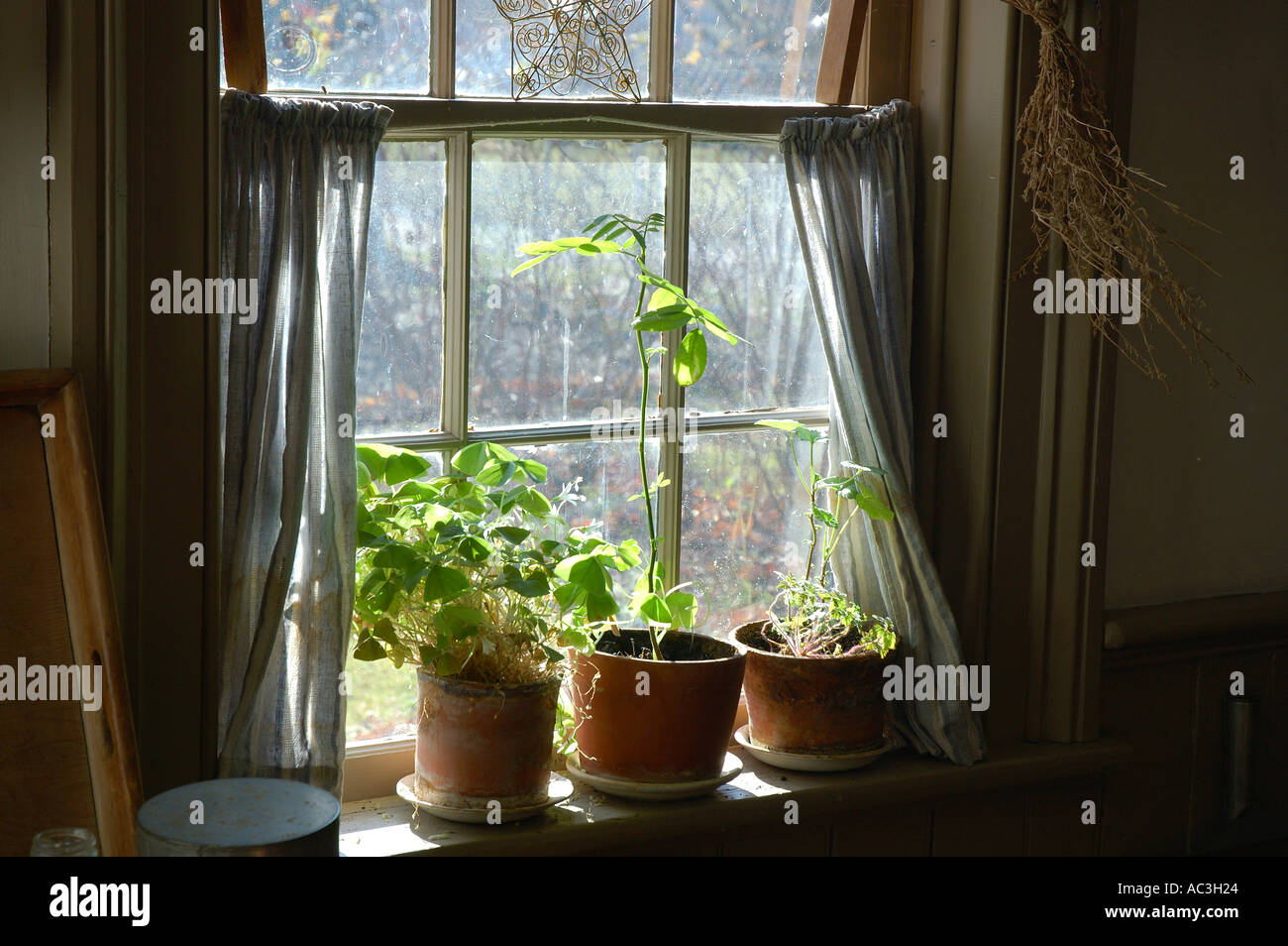 Rustikale Land Fensterbank mit Topfpflanzen in Black Creek Pioneer Village Toronto Stockfoto