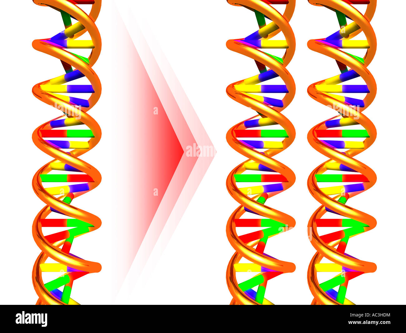 DNA-Moleküle Klonen Konzept isoliert auf weißem Ausschnitt Stockfoto