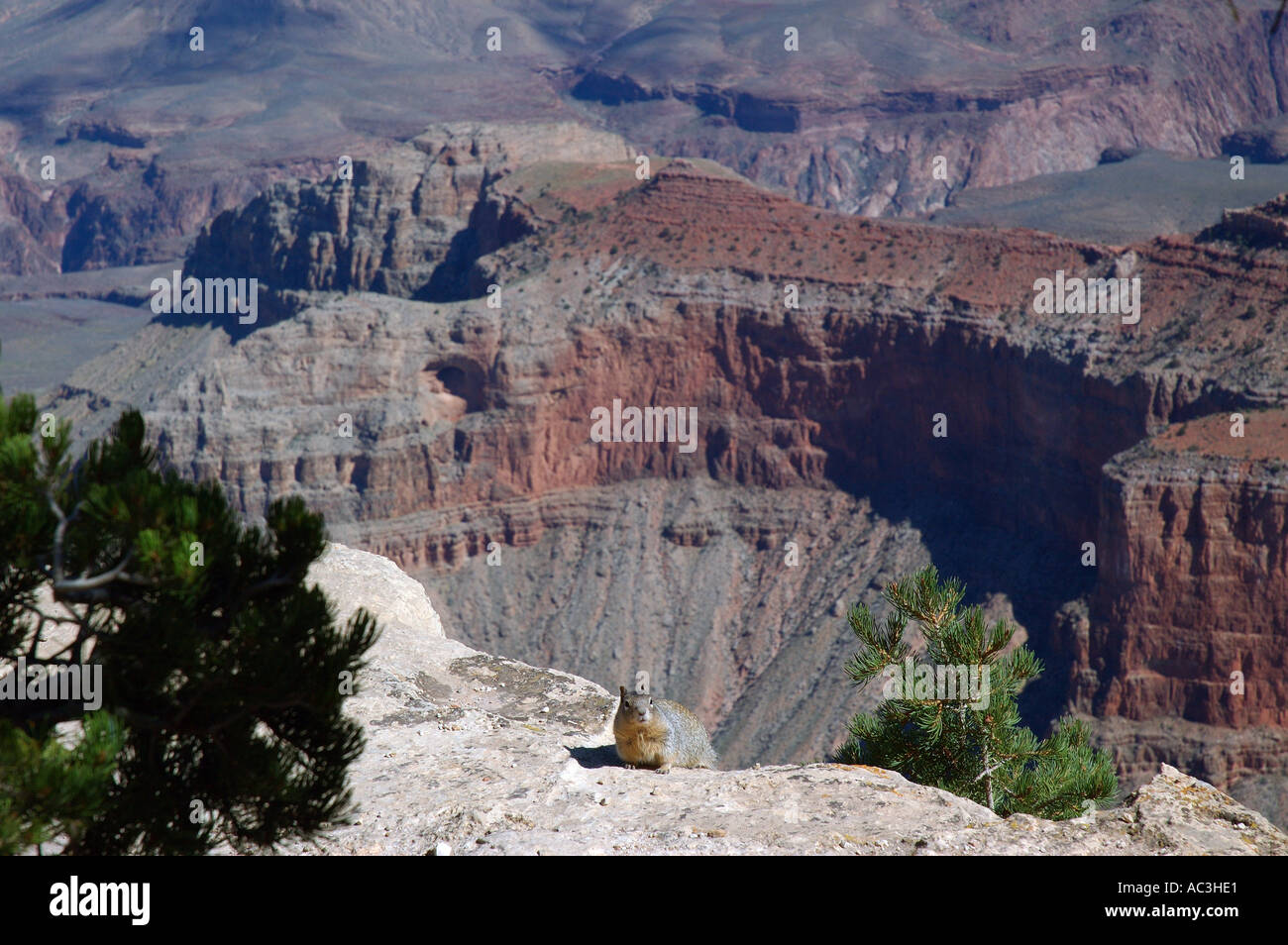 Eichhörnchen Sie am Rand einer Klippe Grand Canyon Stockfoto