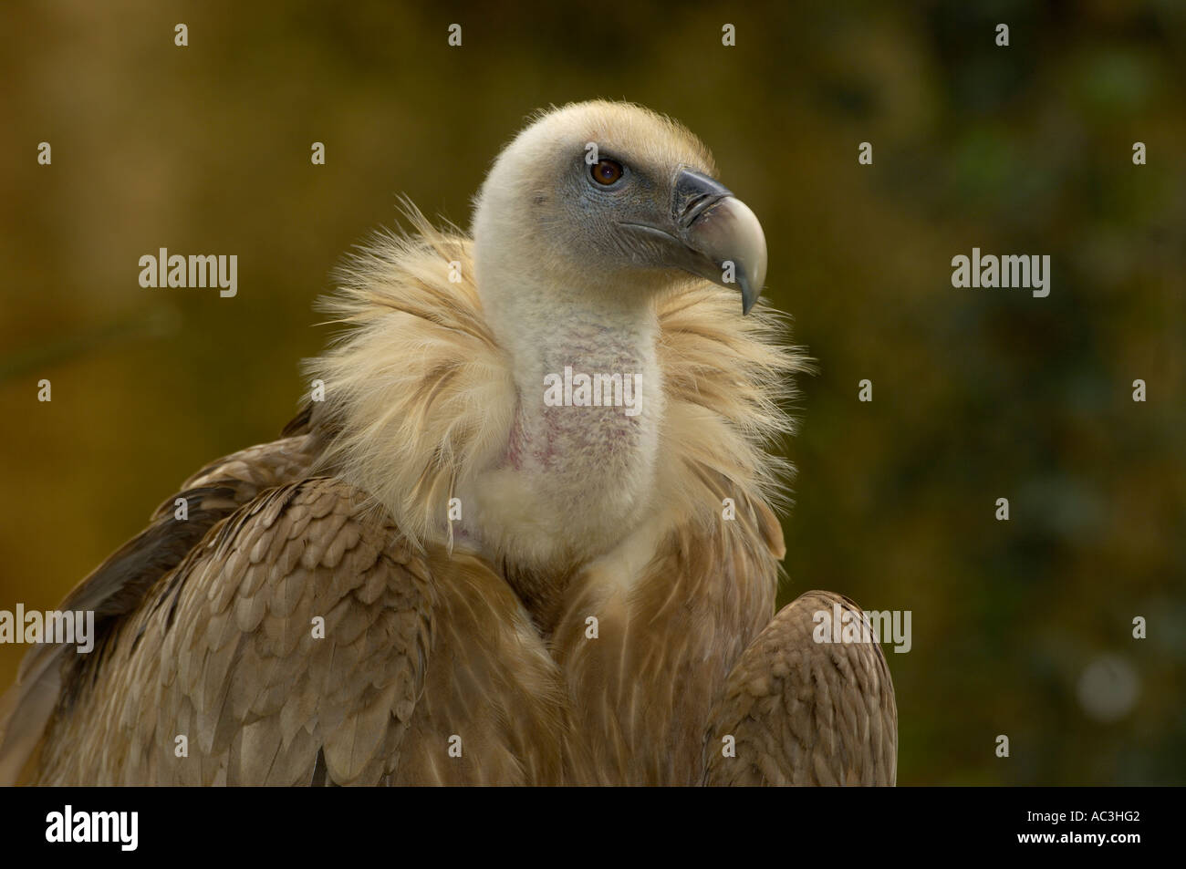 Griffon Vulture europäischen abgeschottet fulvus Stockfoto