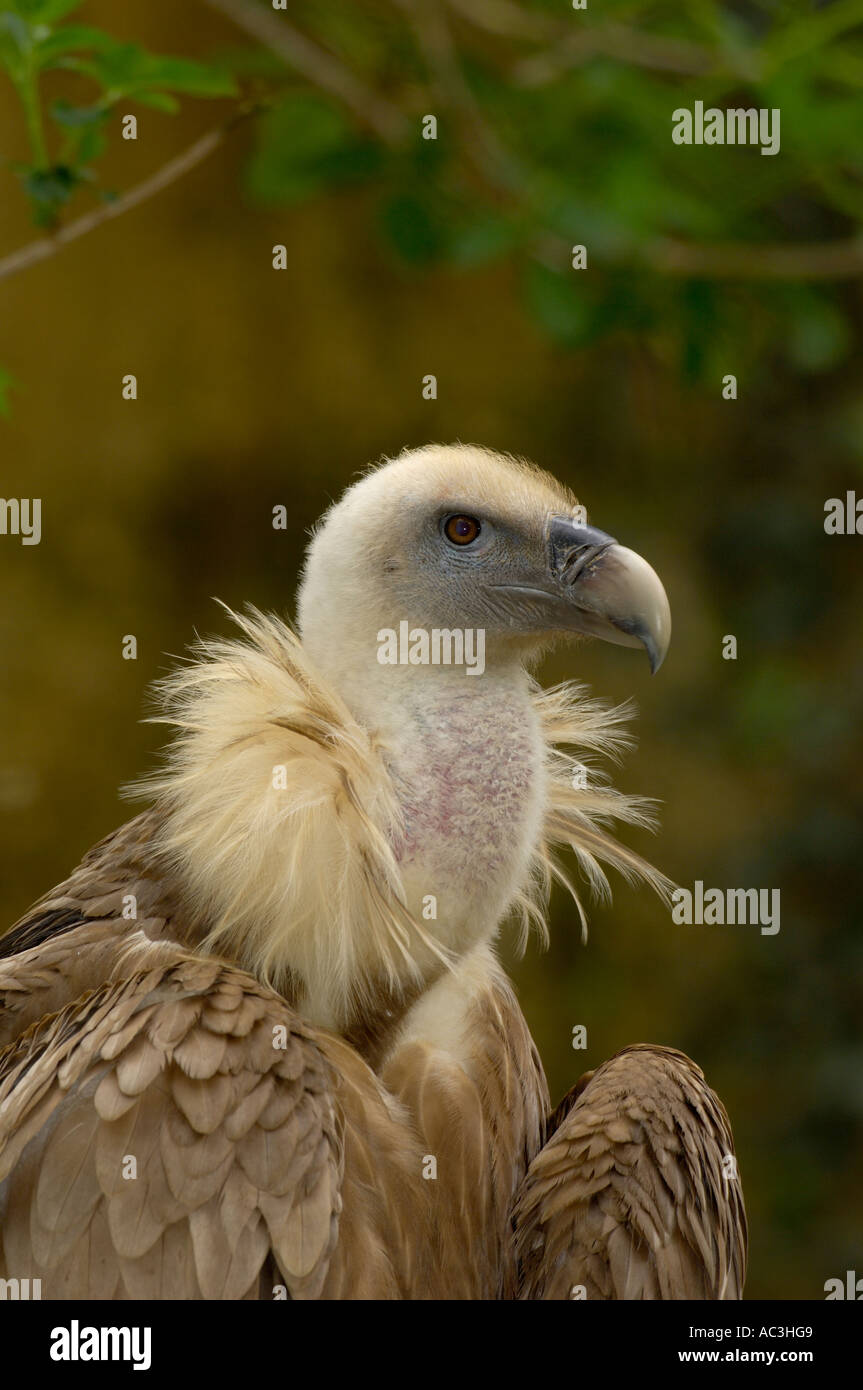 Griffon Vulture europäischen abgeschottet fulvus Stockfoto