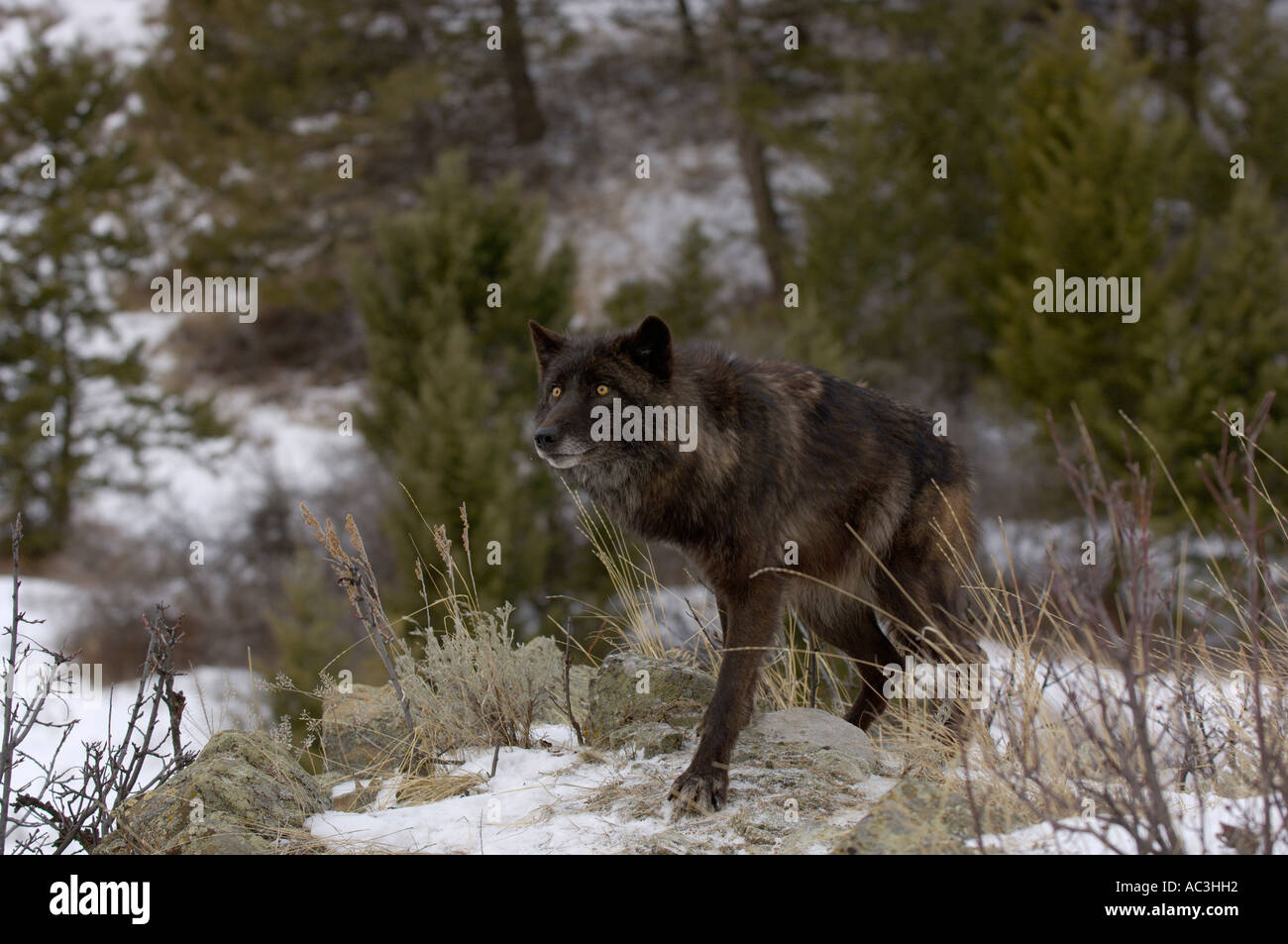 Grauer Wolf amerikanischer Canis Lupis Bilder aus dem Monat in den USA Stockfoto