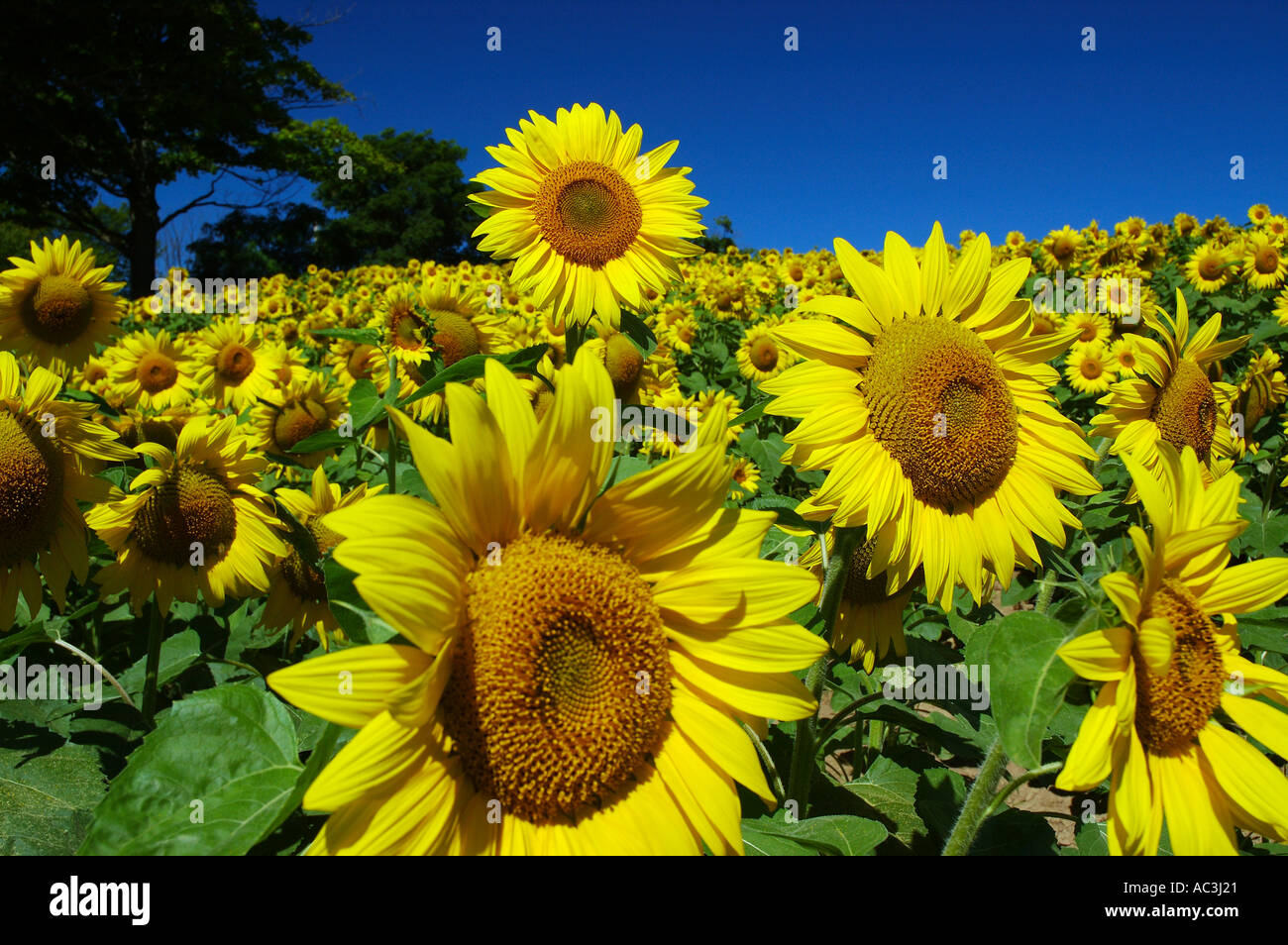 Sonnenblumenköpfe über dem Rest in einem Feld mit Bäumen und blauen Himmel Ontario Stockfoto