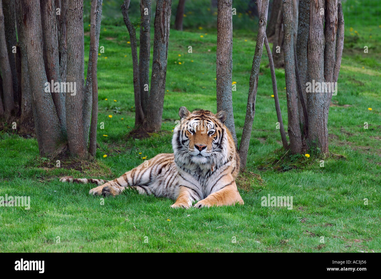 Sibirischer Tiger liegend auf dem Rasen im Wald Stockfoto
