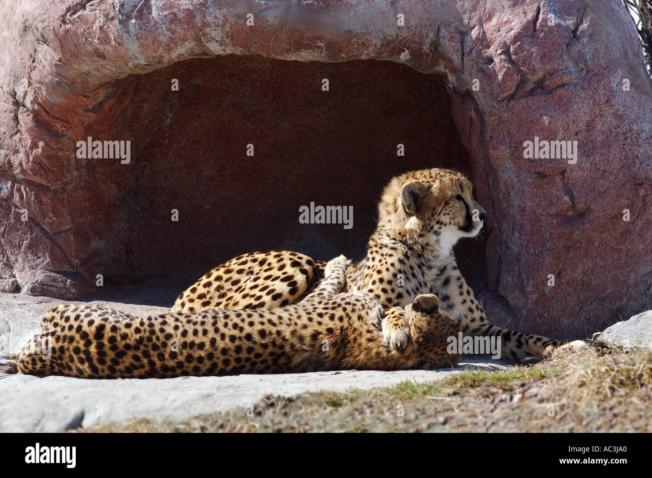 Zwei Geparden umarmt vor der Höhle Stockfoto