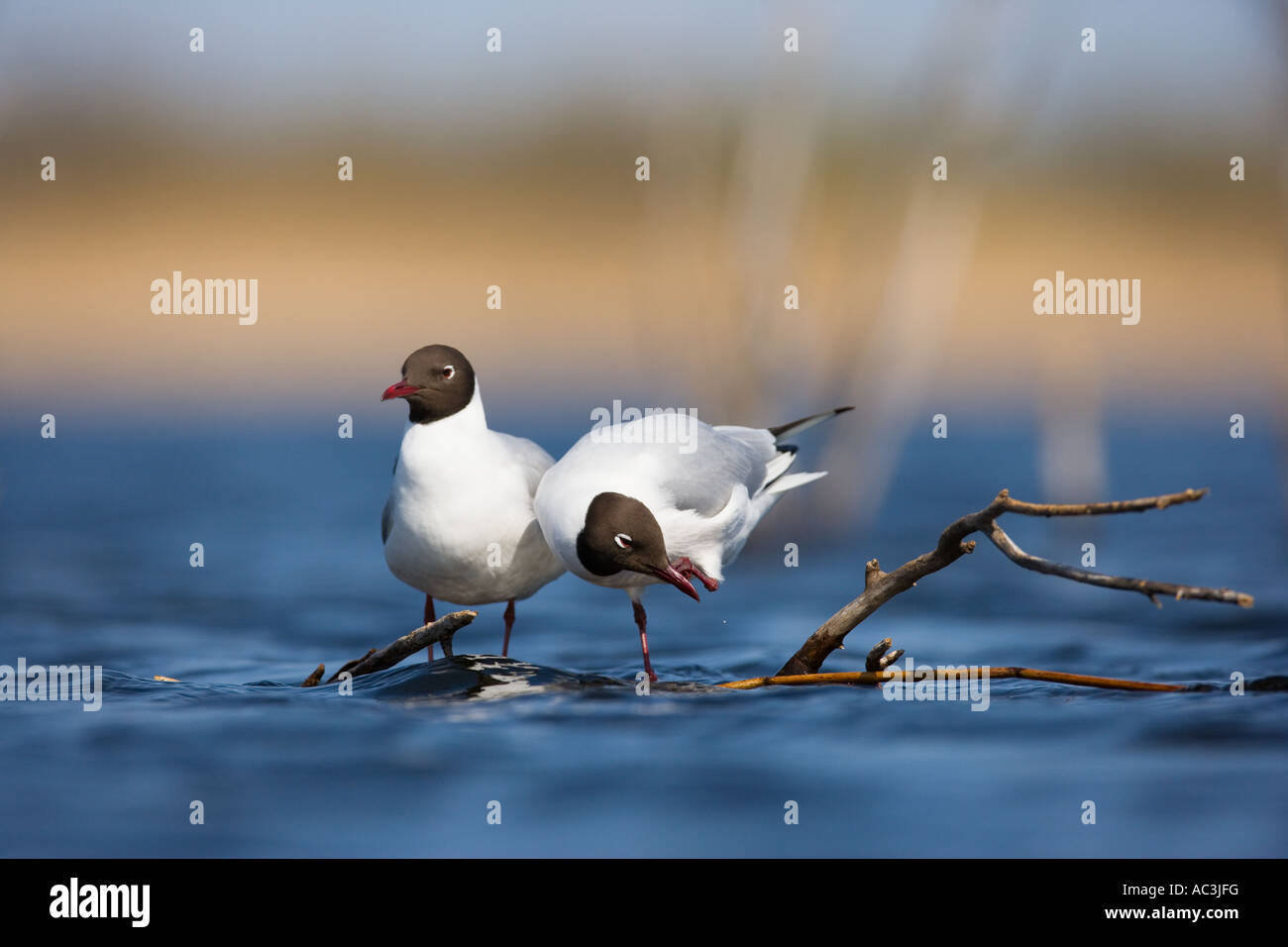 Schwarze Spitze Möwen paar thront auf einem Ast im Wasser Stockfoto