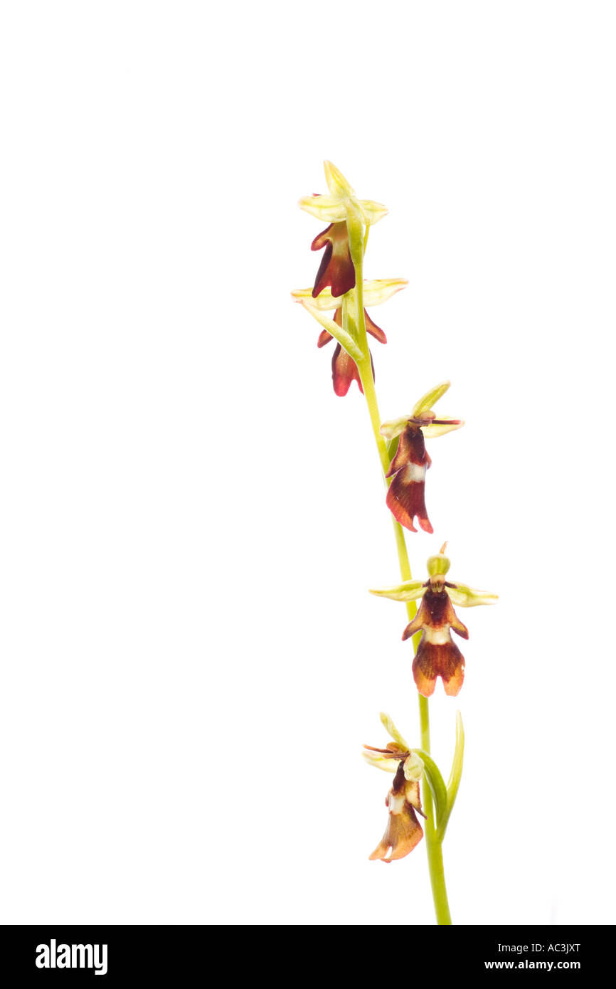 Orchidee in Blüte zu fliegen Stockfoto