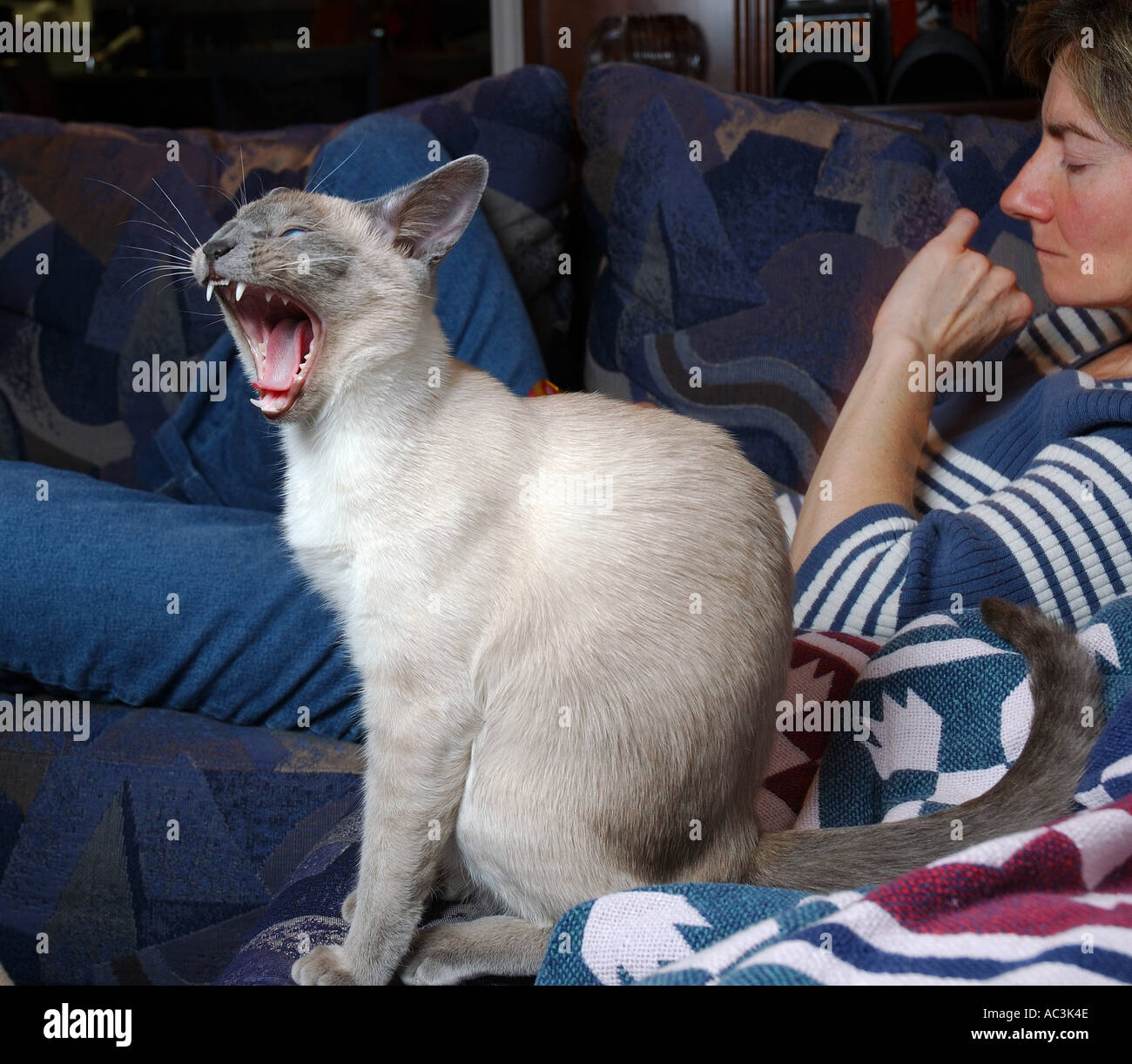 Gähnen, stretching Haustieren Katze auf Sofa mit Mama zu Hause lesen Stockfoto
