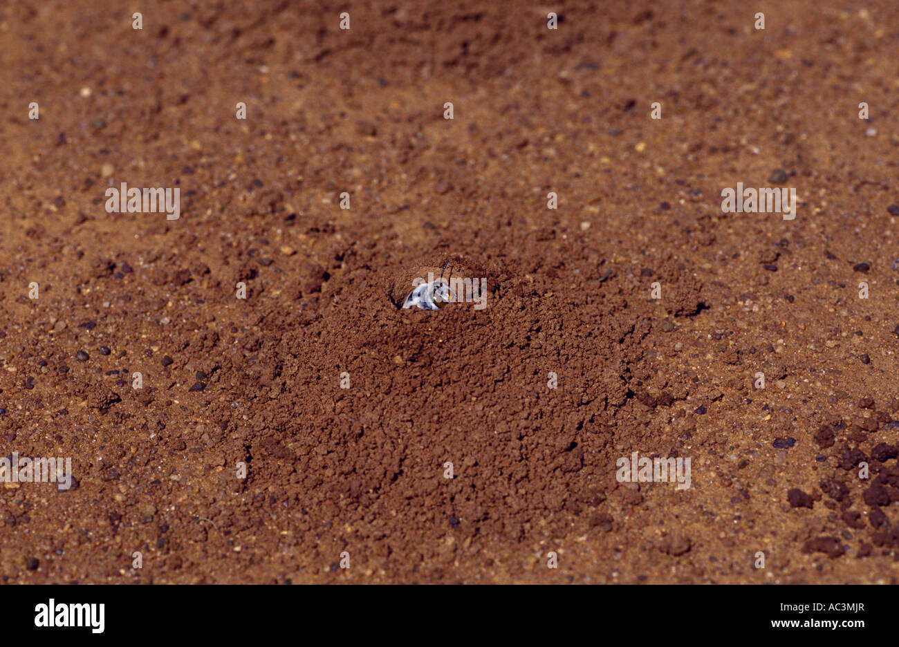 Dawsons wühlen Biene, Western Australia, Amegilla Dawsoni Horizontal Stockfoto