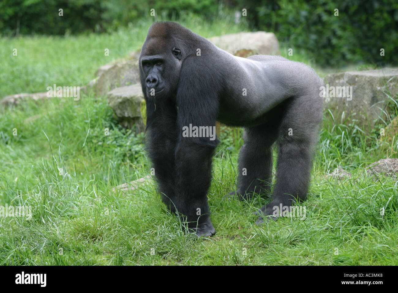 Silberne Rückseite Gorilla beobachten - östliche Tiefland Gorilla - Gorilla Gorilla Stockfoto