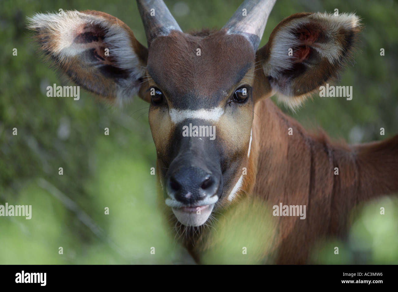 Bongo afrikanischen Antilope - Tragelaphus Eurycerus isaaci Stockfoto