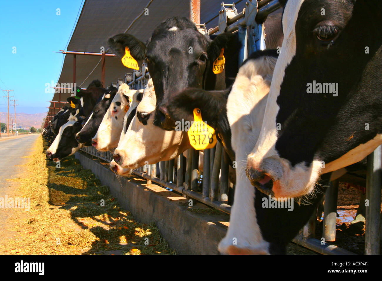Kühe fressen in Kalifornien Molkerei Hemet Riverside County Kalifornien Vereinigte Staaten Stockfoto
