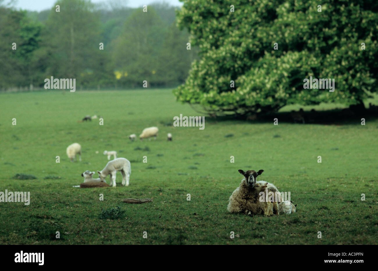 Lämmer und Schafe (Ovis Aries) auf Benacre Estate Suffolk Uk Stockfoto