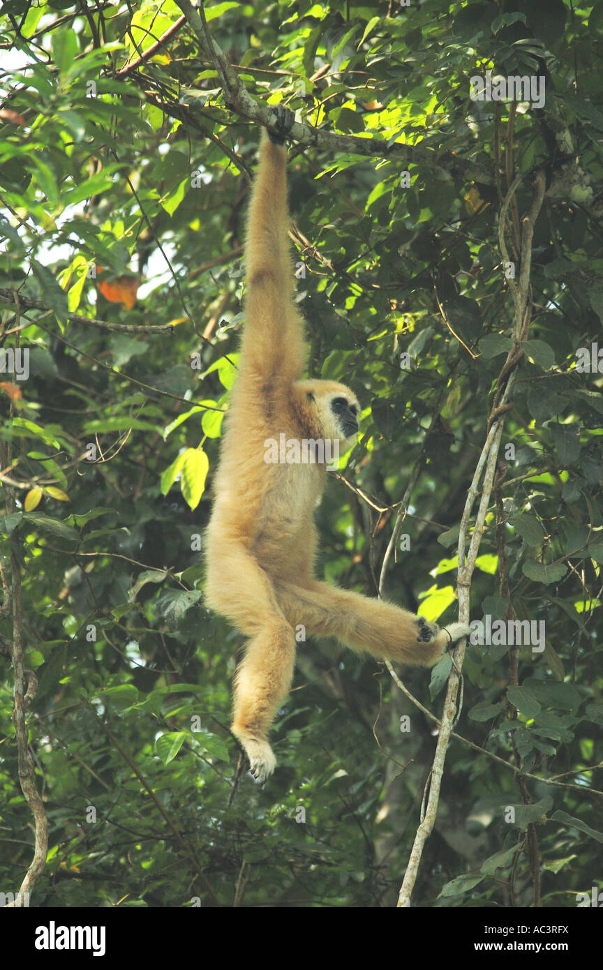 Männliche weiße-handed Gibbon (Hylobates Lar) in einem thailändischen Regenwald Stockfoto