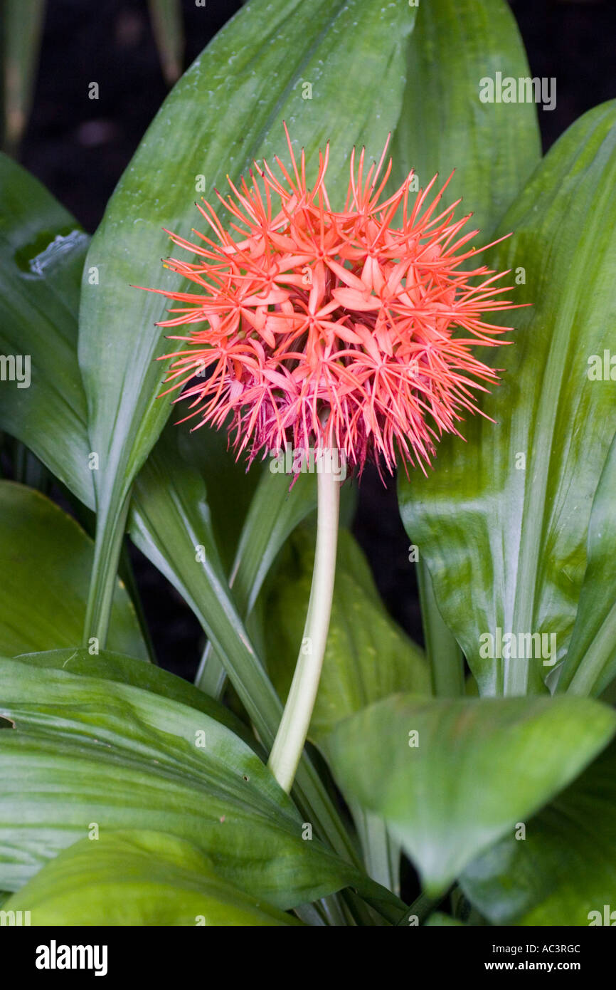 Scadoxus Cinnabarinus Blume Blüte Stockfoto