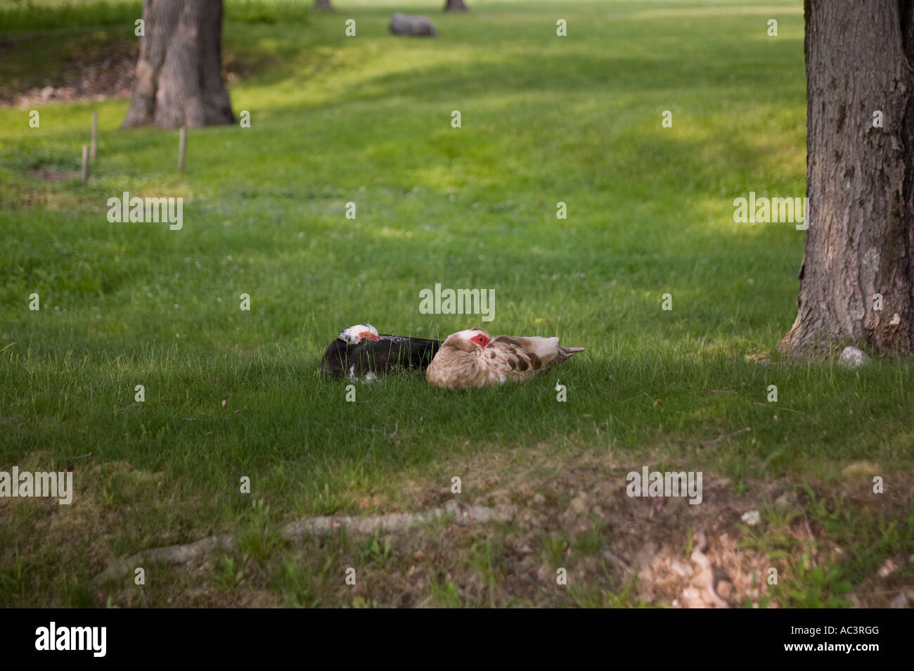 Enten auf dem Rasen Stockfoto