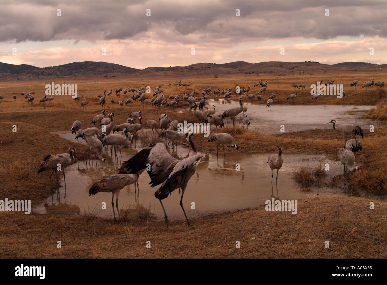 Kran Grus Grus in Spanien im Winter Futterstellen, Gallocanta fotografiert Stockfoto