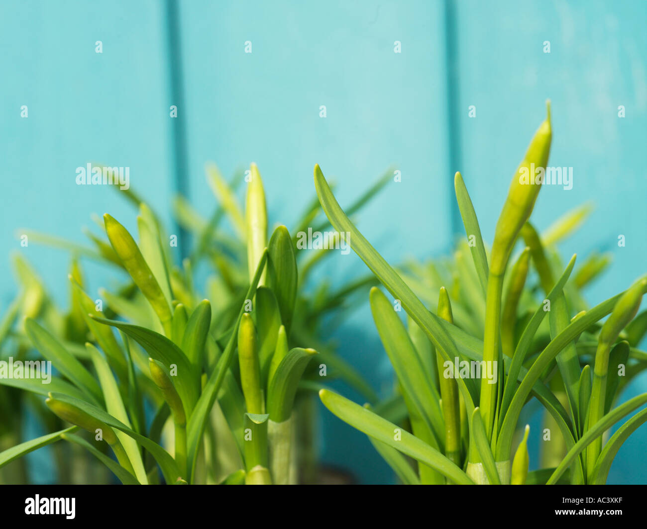 Dafodils sprießen in Töpfen hautnah Stockfoto