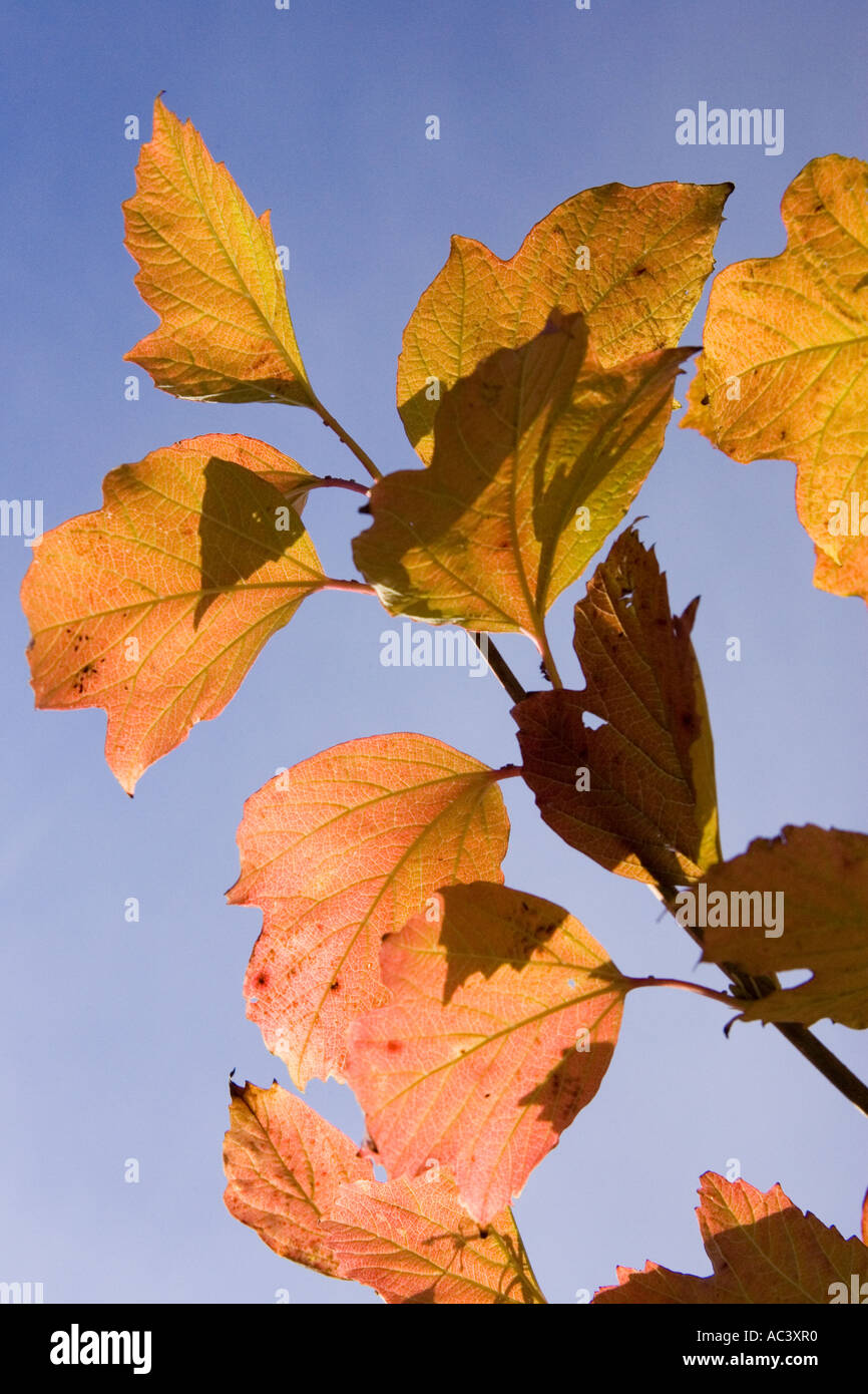 Ahornblätter im Herbst / Herbst vor einem tiefblauen Himmel Stockfoto