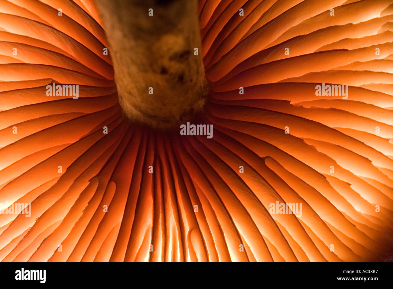 ein Pilz Hintergrundbeleuchtung Details anzeigen Stockfoto