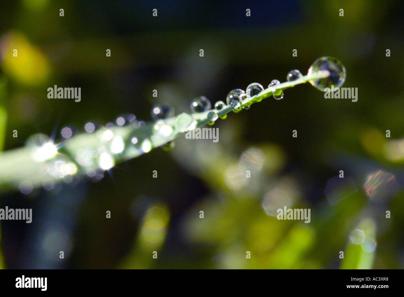 Tröpfchen Tautropfen auf einem Grashalm Stockfoto