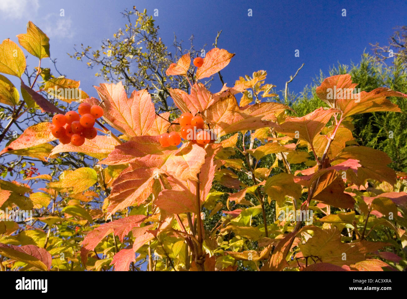 Ahornblätter im Herbst / Herbst vor einem tiefblauen Himmel Stockfoto