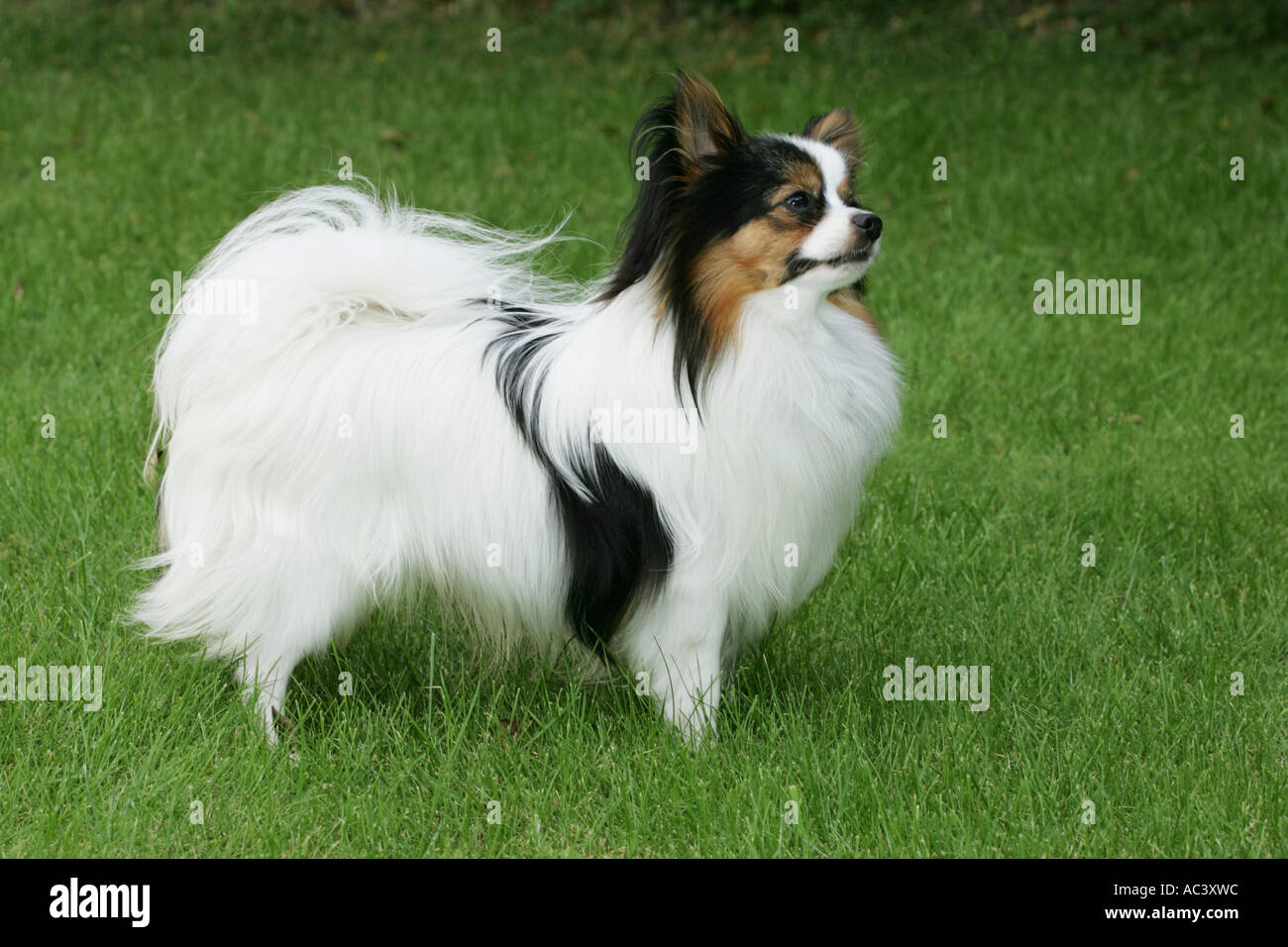 Papillon Hund Stockfoto