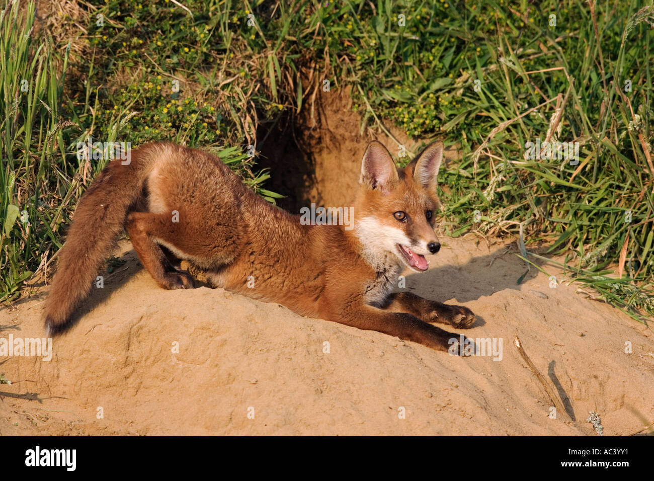Rotfuchs Vulpes Vulpes in Sonne Erde Eingang Potton Bedfordshire Warnung betrachten Stockfoto