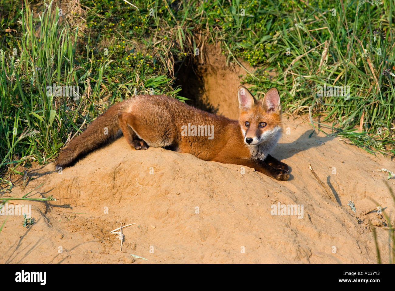 Rotfuchs Vulpes Vulpes in Sonne Erde Eingang Potton Bedfordshire Warnung betrachten Stockfoto