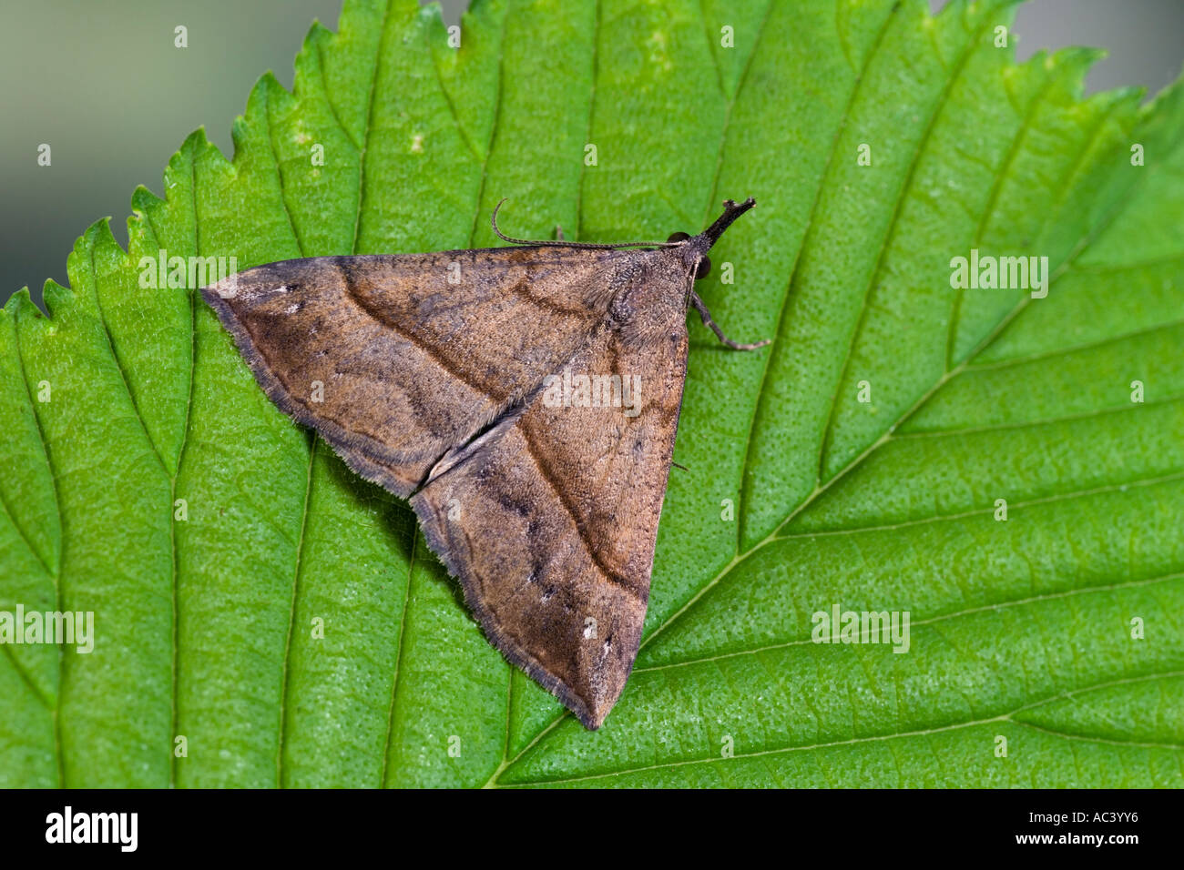 Die Schnauze Hypena Proboscidalis auf Blatt Potton bedfordshire Stockfoto