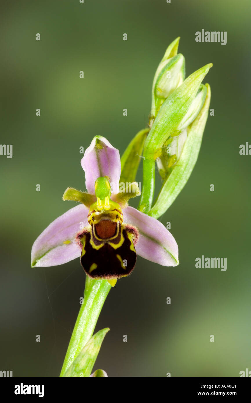 Biene Orchidee Ophrys Apifera Nahaufnahme Blume Detail mit schön aus Fokus Hintergrund Stockfoto