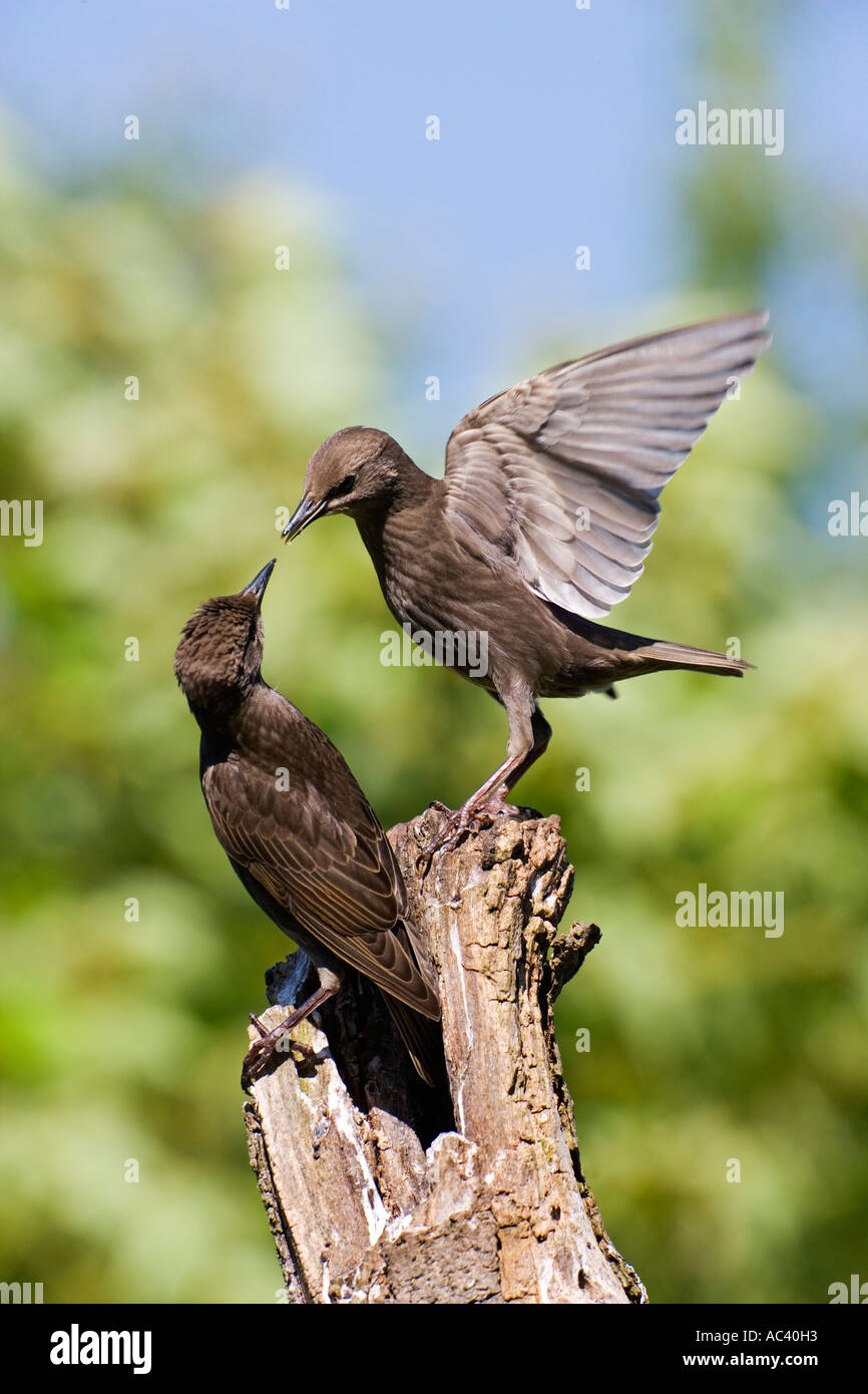 Junge Stare Sturnus Vulgaris Streitereien auf Baum stumpf mit schönen Fokus Hintergrund Potton bedfordshire Stockfoto