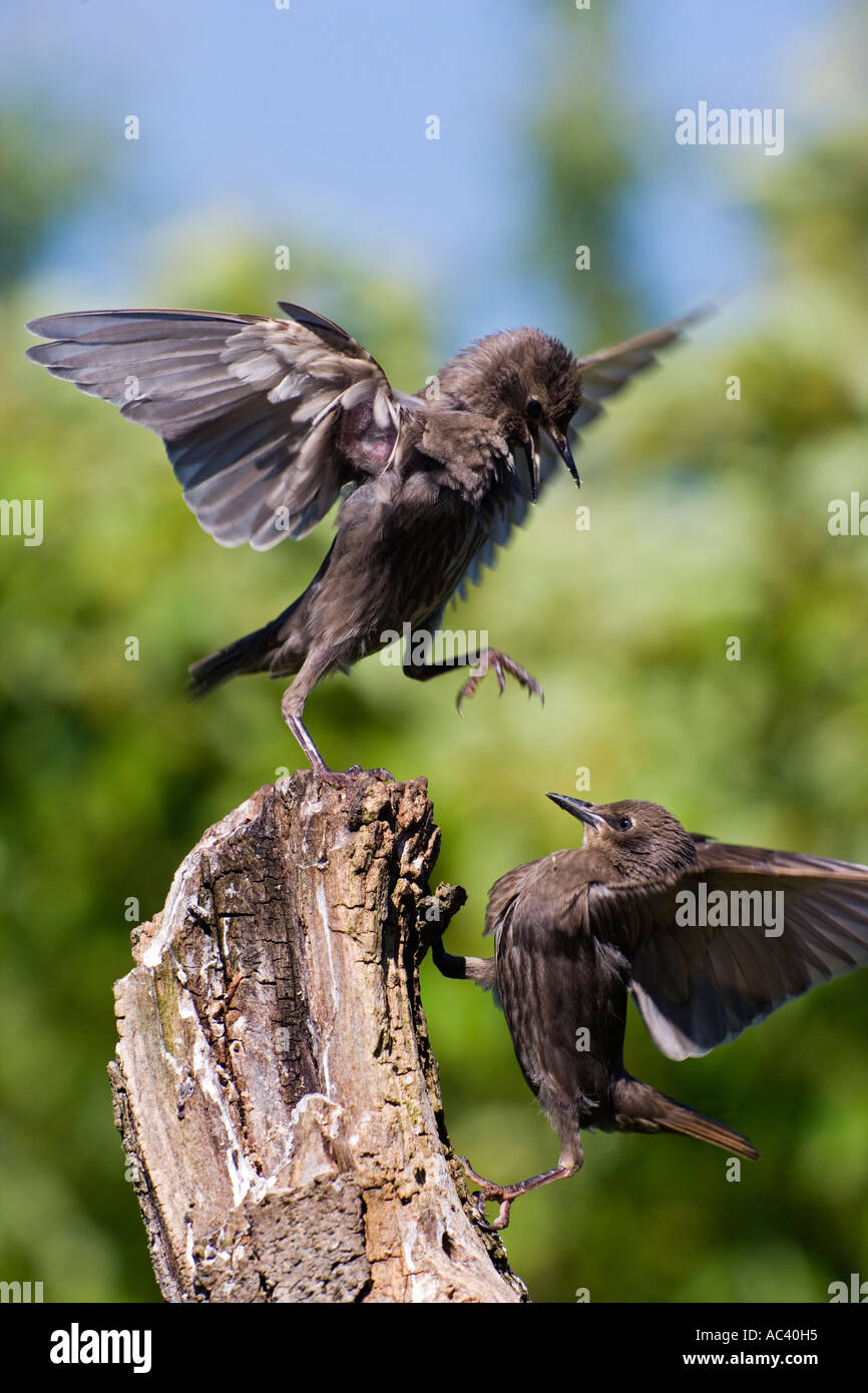 Junge Stare Sturnus Vulgaris Streitereien auf Baum stumpf mit schönen Fokus Hintergrund Potton bedfordshire Stockfoto