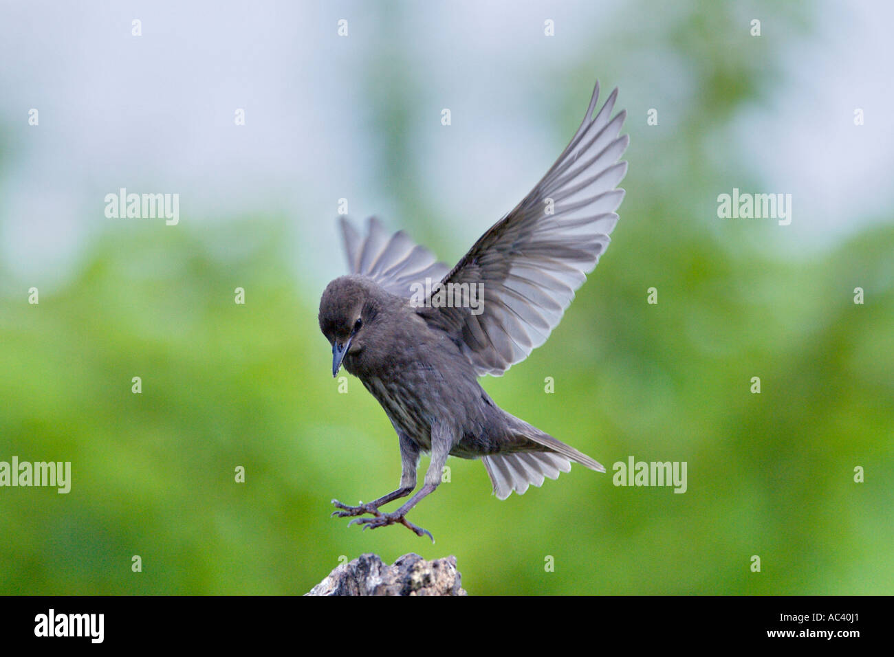 Starling Sturnus Vulgaris mit Flügeln auf die Suche zu warnen Landung auf Post mit schönen Fokus Hintergrund Potton bedfordshire Stockfoto